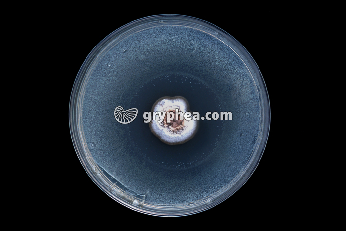Expérience de Fleming - détail de la culture - découverte du premier antibiotique - gryphea.org